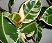 Outdoor Living : Live Plant Variegated Rubber Tree Ficus Elastica