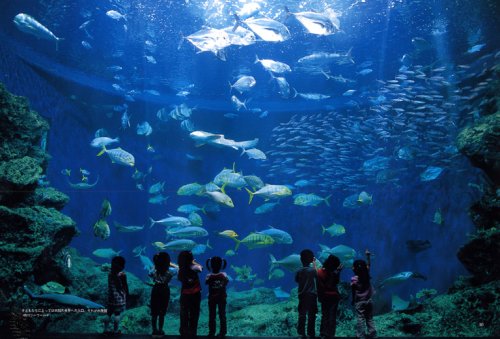 Cover image : 水族館で遊ぶ   全国水族館ガイド 104館完全紹介