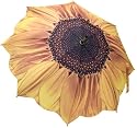 Sunflower Bloom Umbrella 46" arc, 100% Pongee cover Galleria