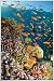 Poster gerahmt: Wasserwelt - Tropische Wasserwelt, Fische (91 x 61cm)