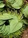 Betel Leaves (Piper Betle) Used to Make Quids for Sale at Market, Myanmar Photographic Poster Print by Jay Sturdevant, 18x24
