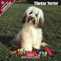 2009 Tibetan Terrier Wall Calendar