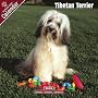 Tibetan Terrier