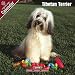   - 2009 Tibetan Terrier Wall Calendar
