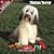 Tibetan Terrier