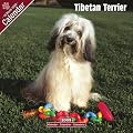 2009 Tibetan Terrier Wall Calendar