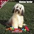 2009 Tibetan Terrier Wall Calendar