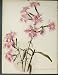 Dianthus Superbus Chinensis Flower Colour Print C1884