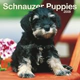 Schnauzer Puppies 2009 Wall Calendar 12 X 12