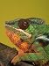Panther Chameleon Lizard, Ambanja, Madagascar Photographic Poster Print by Marian Bac...
