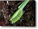 Venus Fly Trap Canvas Print / Canvas Art - Artist Sahil Saif