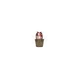 Aquaterra Bath Collection 6 Piece Set - Juicy Pomegranate