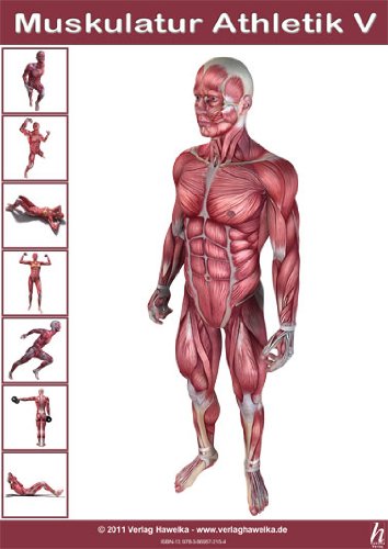 Hawelka Anatomie Poster - Muskulatur Athletik V - DIN A3