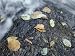 Leaves Get Washed onto a Rock in the Farmington River Photographic Poster Print, 24x18