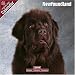 Newfoundland 2009 Wall Calendar 12 X 12