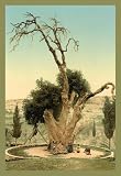 Abraham's Tree Mamreh on the West Bank, Giclée Canvas - 12x18