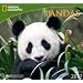 National Geographic Pandas 2012 Calendar [�J�����_�[]