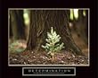 Determination - Little Pine, Motivational Poster