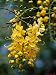 Cluster of Flowers Cascades From a Golden Shower Tree Photographic Poster Print by Jason Edwards, 24x32