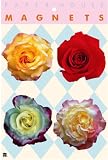 Rose Flower Gift Set of 4 Magnets