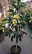 Hass Avocado Tree--Will Arrive About 3 Feet Tall as Measured From The Soil