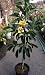 Hass Avocado Tree--Will Arrive About 3 Feet Tall as Measured From The Soil