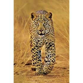 Empire 330857 Big Cats Leopard Poster 61 cm x 91.5 cm