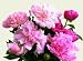 Flowers of Peony - 36