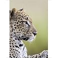 10x8 Photograph (25x20cm) Leopard (Panthera pardus) from Robert Harding