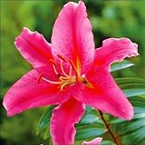 国華園　ユリ球根　花ユリ　アカプルコ　30球