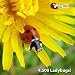 4500 Live Ladybugs -Fresh Lady Bugs - Guaranteed Live Delivery