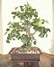 51h4VRCTohL. SL75  Bonsai Artificial Tree