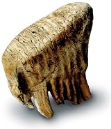 Baby Mammoth Tooth