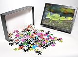 Photo Jigsaw Puzzle of Basilisk lizard (Basiliscus plumifrons) climbing up tree, Costa Rica, Central from Robert Harding