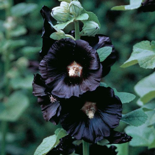 Black Nigra Hollyhock 30 Seeds, 450 mg - Alcea rosea Black Nigra Hollyhock 30 Seeds, 450 mg - Alcea rosea