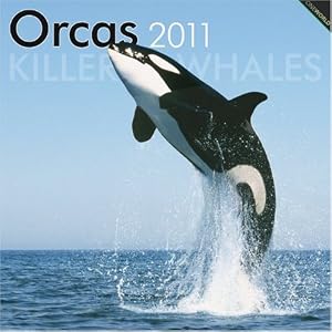 Orcas, Killer Whales 2011 Square 12X12 Wall by BrownTrout Publishers Inc