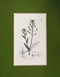 1805 Hand Coloured Print Capsella Bursa-Pastoris Plant