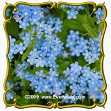 1 Lb Chinese Forget-Me-Not (Cynoglossum amabile) Bulk Wildflower Seeds