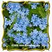 1 Oz Chinese Forget-Me-Not (Cynoglossum amabile) Bulk Wildflower Seeds