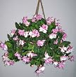 Fuschia Hanging Basket (style #3)
