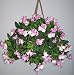 Fuschia Hanging Basket (style #3)