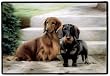 Dachshunds on Porch Barrie Barnett Rug Indoor Outdoor Doormat Mat