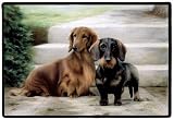 Dachshunds on Porch Barrie Barnett Rug Indoor Outdoor Doormat Mat