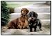 Long Haired Dachshunds Dog on Porch Barrie Barnett Designer Rug Indoor Outdoor Doormat Mat