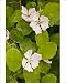 Photographic Prints of Quince - in flower from Ardea Wildlife Pets
