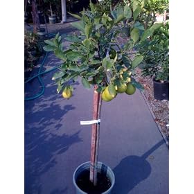 Bearss Lime Tree Five Gallon Topiary by Monrovia Growers by 