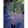 Bearss Lime Tree Five Gallon Topiary by Monrovia Growers