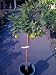 Bearss Lime Tree Five Gallon Premium Topiary
