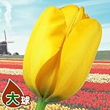 国華園　チューリップ球根　大球　黄　100球