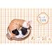 �˂���J�����_�[2008(Amazon.co.jp�Ɛ�̔�)